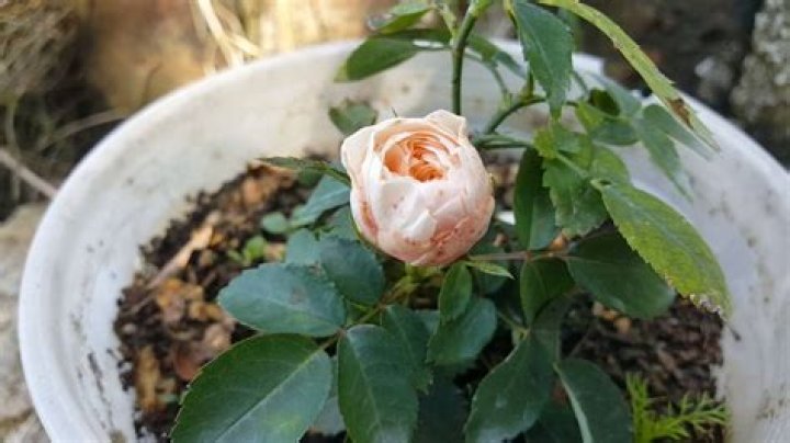 roses turn