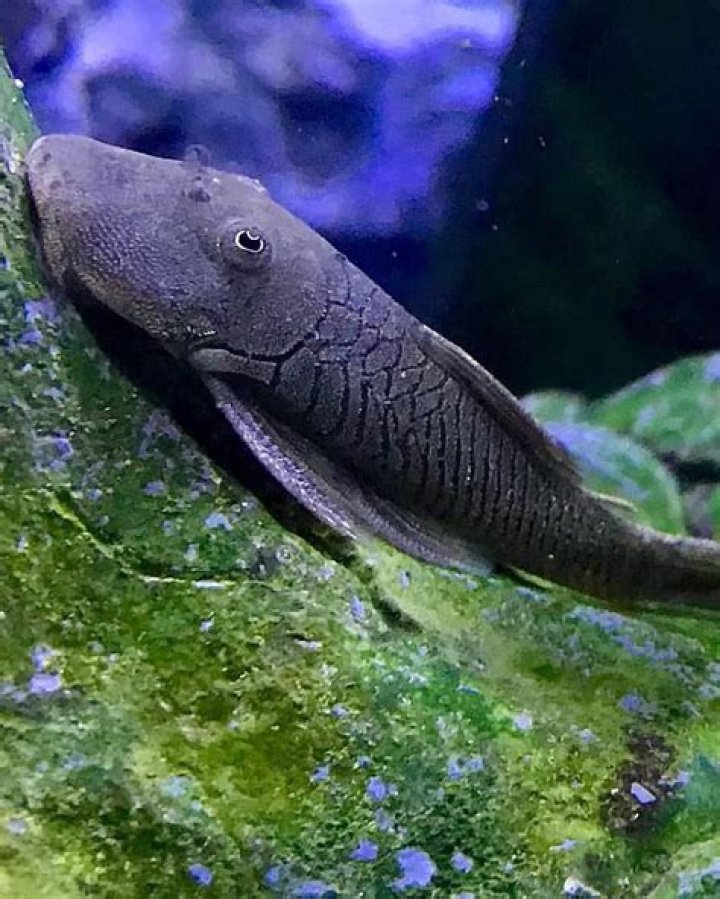 rubbernose pleco
