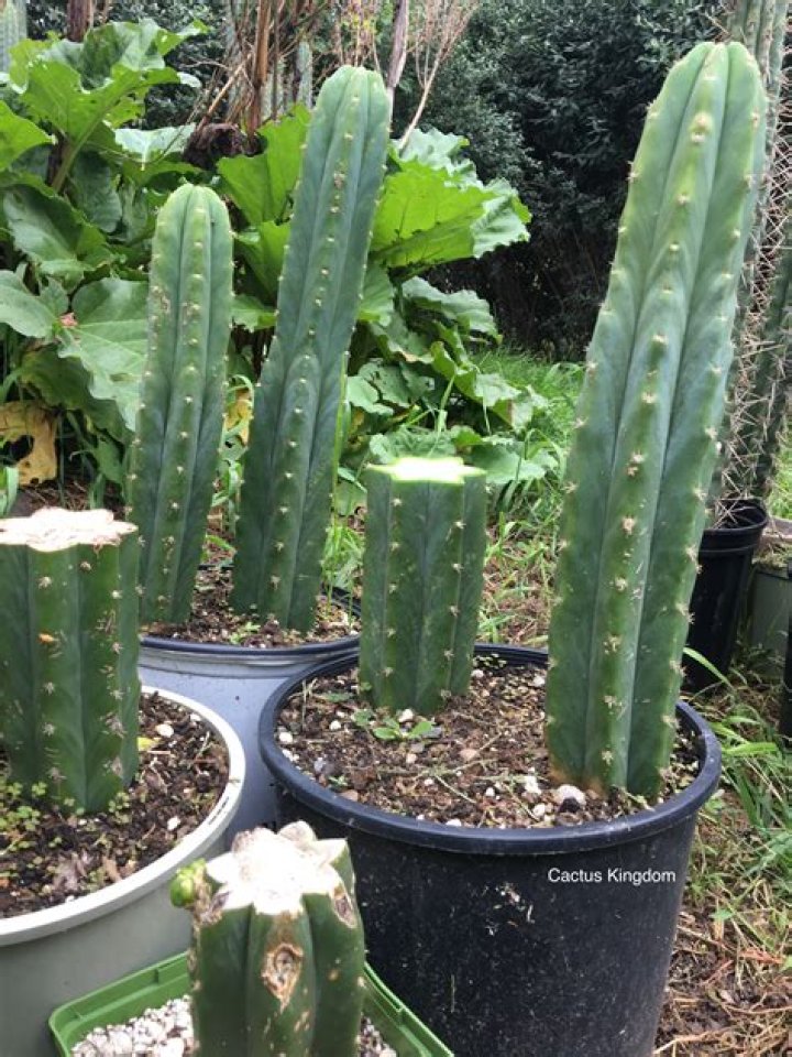 san pedro cactus seeds