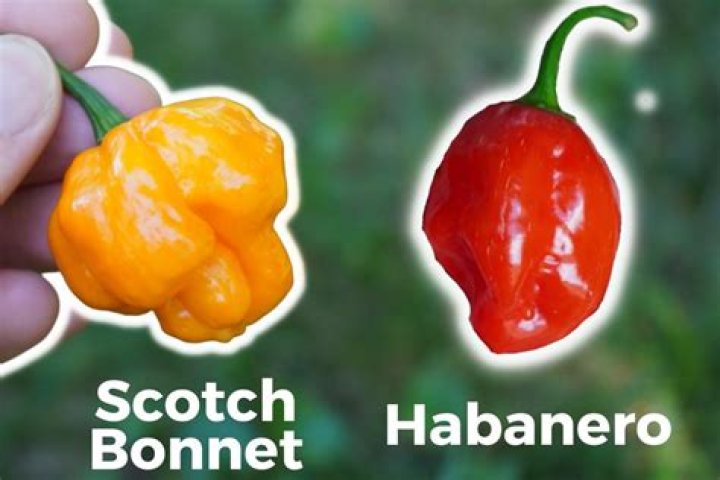 scotch bonnet pepper substitute