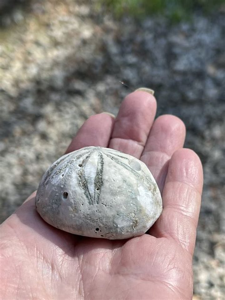 sea biscuit shell