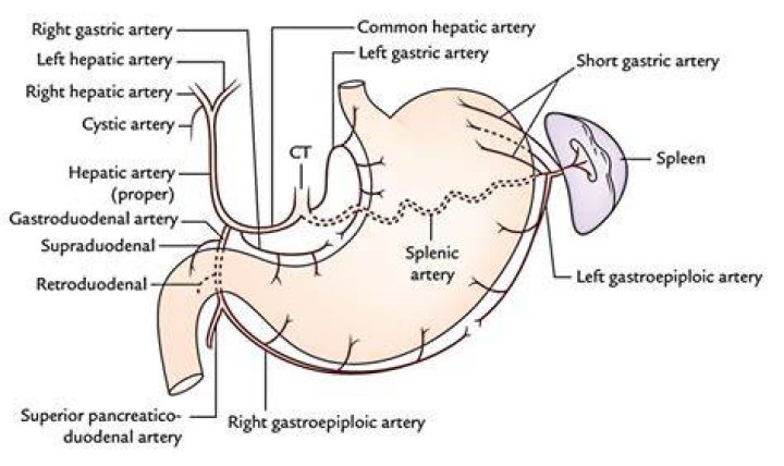 short gastric arteries