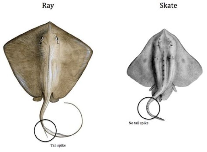 skates in the ocean