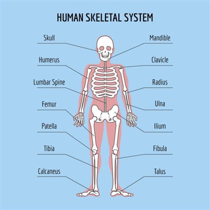skeletal system parts