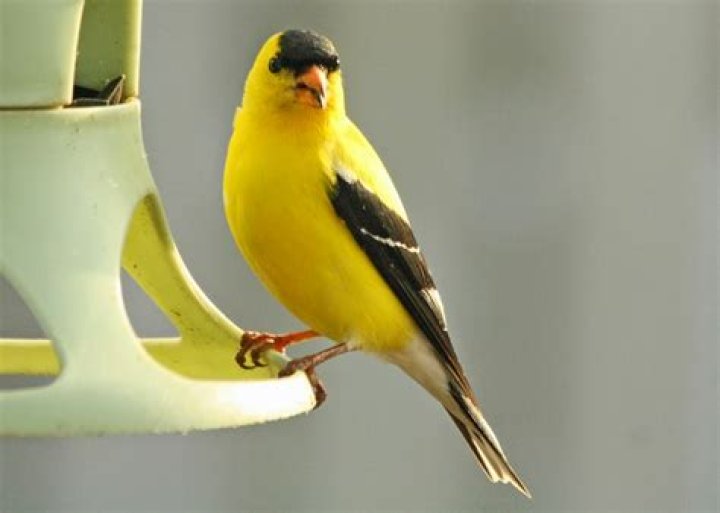 small yellow bird with black wings