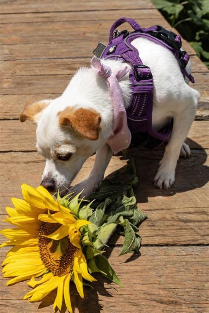 smells dogs hate