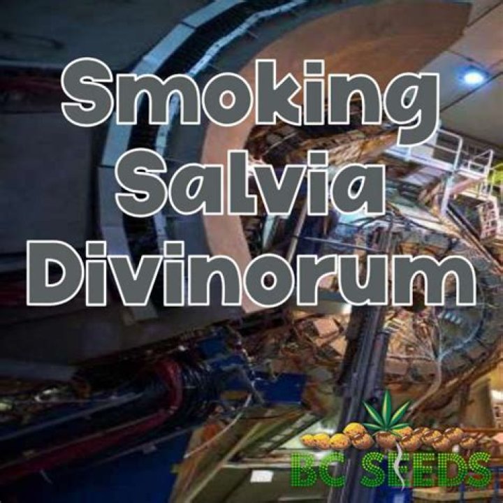 smoking salvia
