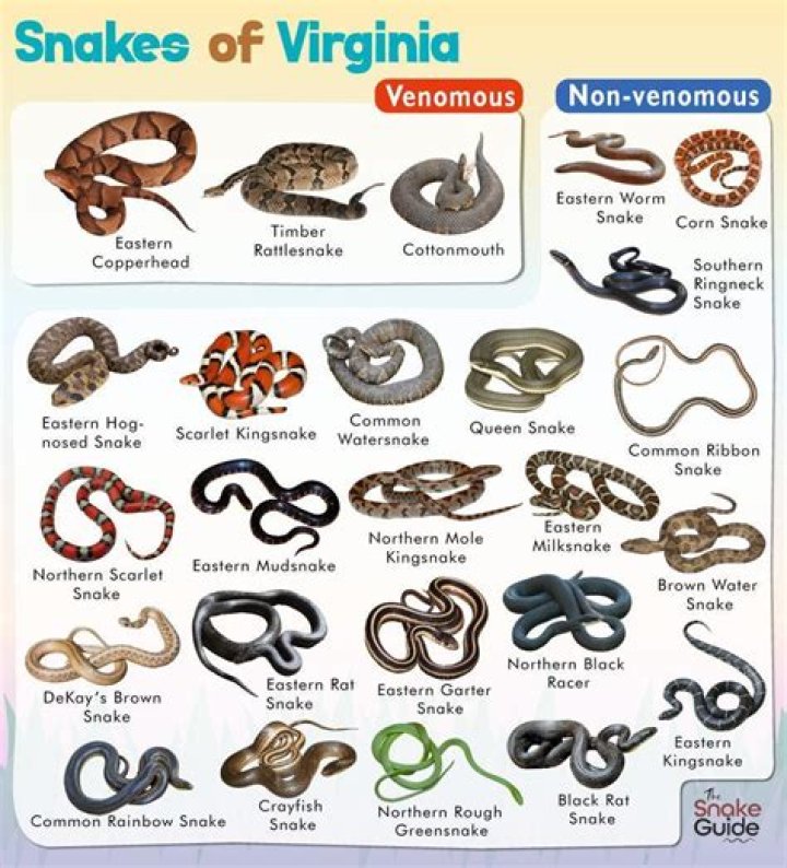 snakes of virginia