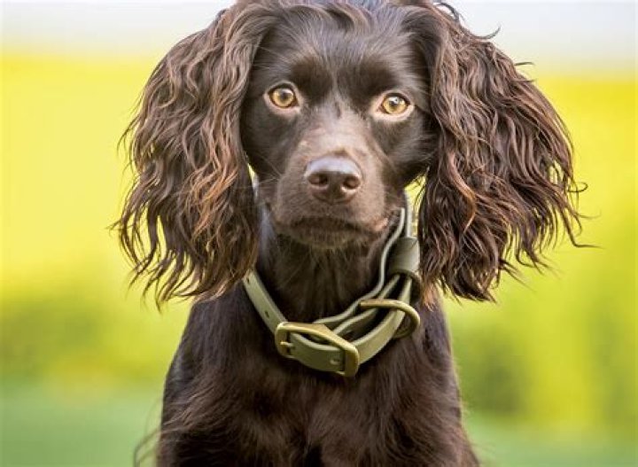 south carolina state dog