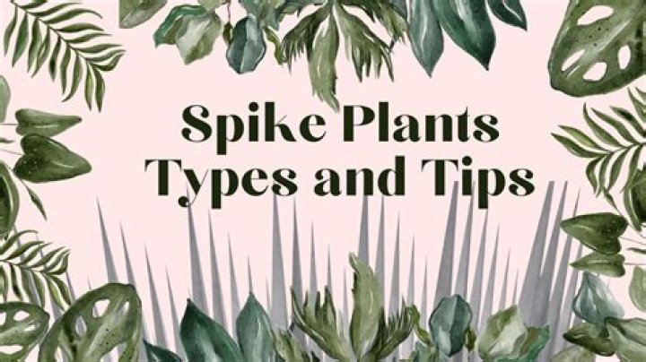 spike plants