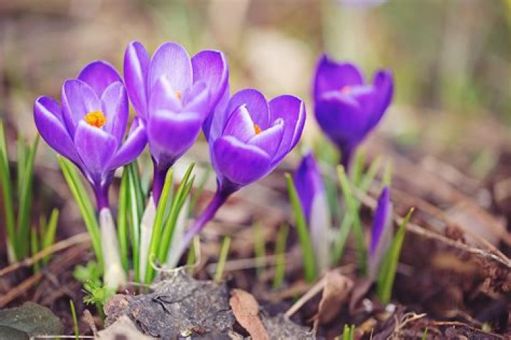 spring crocus