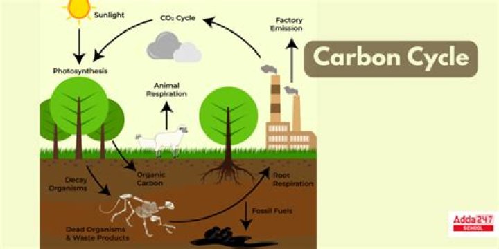 steps of the carbon cycle