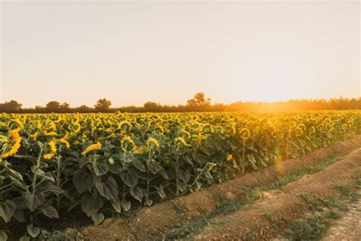 sunflower fields in california