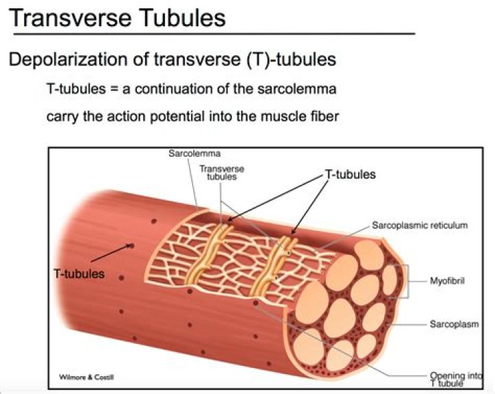 t-tubules