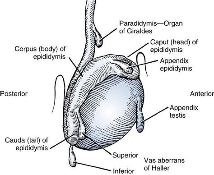 testicular appendage