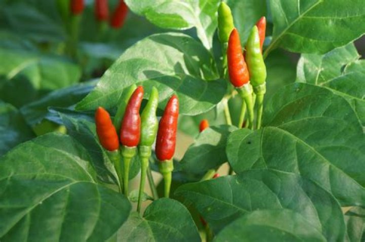 thai hot peppers