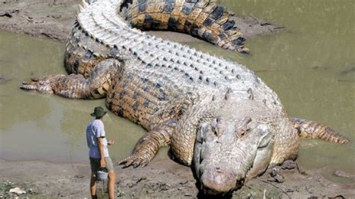 the biggest alligator in the world