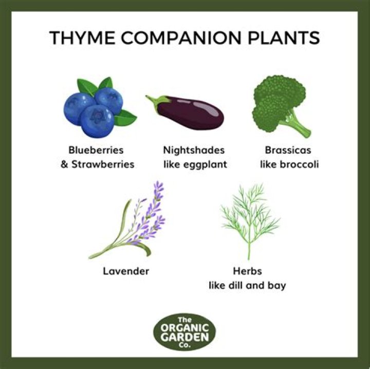 thyme companion plants