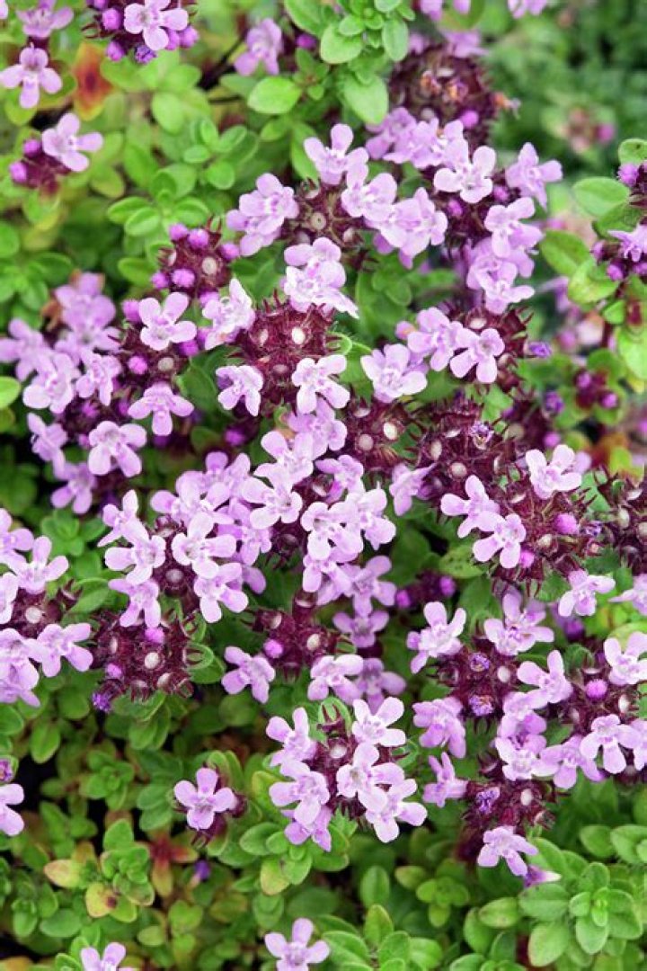 thyme flower