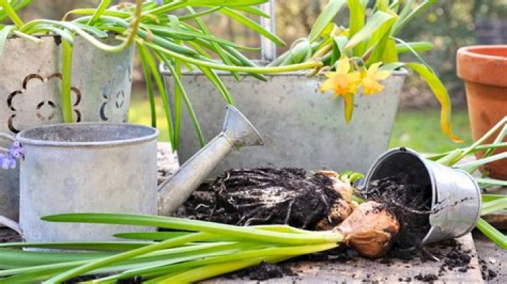 transplant daffodils