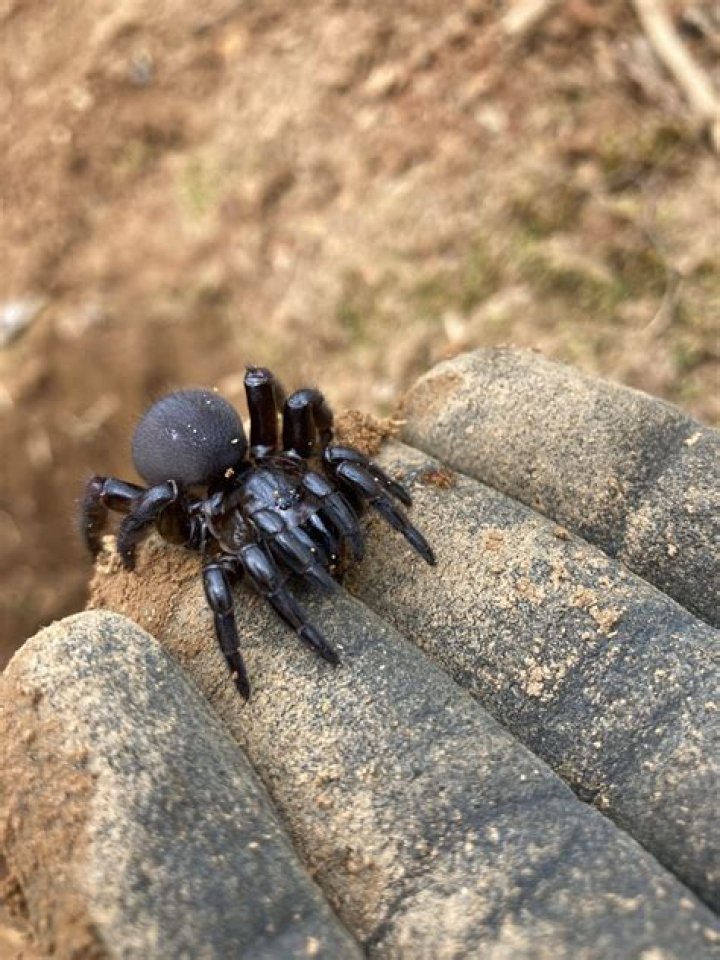 trapdoor spider size