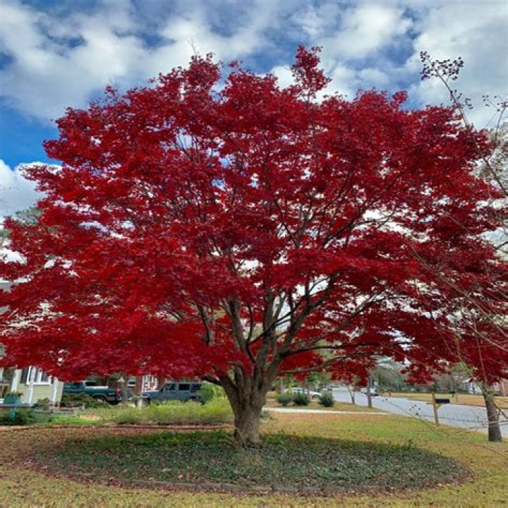 tree with red leaves