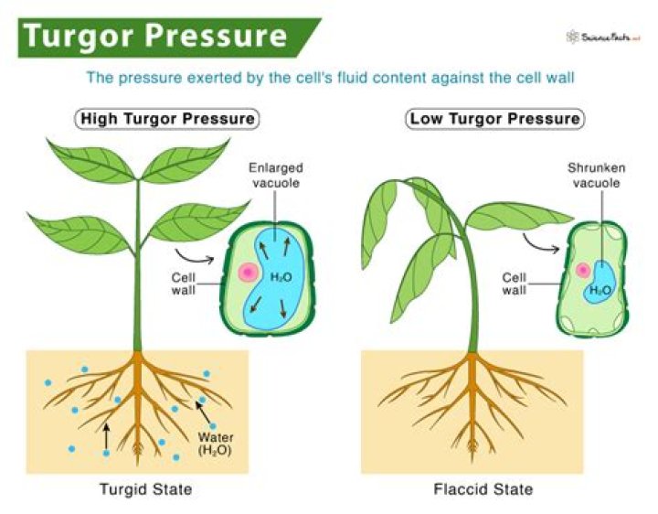 turgor pressure definition