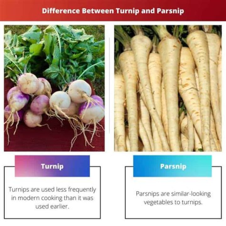 turnip vs parsnip