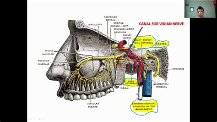 vidian nerve