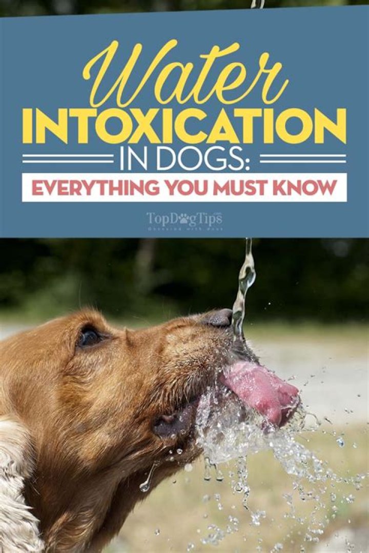 water intoxication in dogs