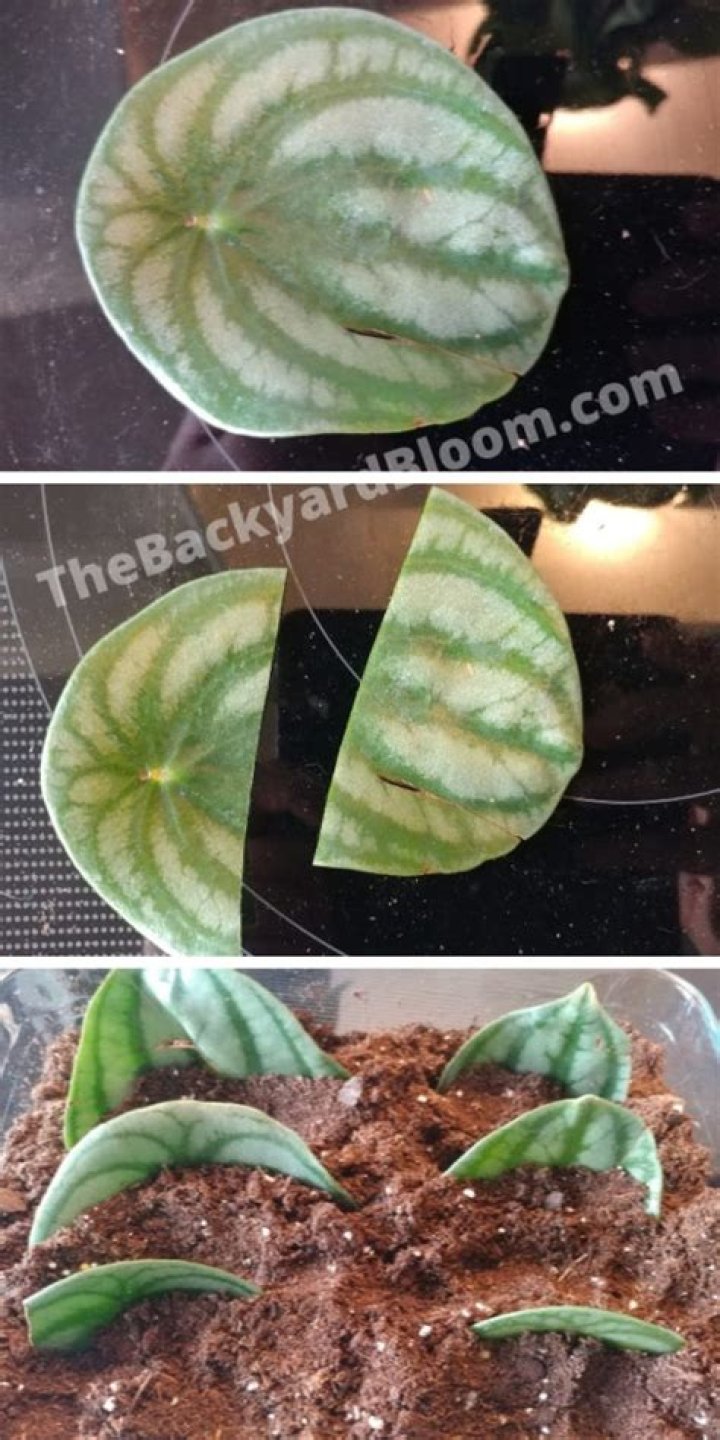 watermelon peperomia propagation