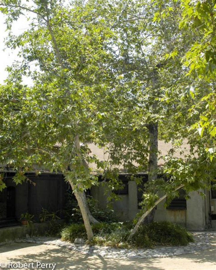 western sycamore