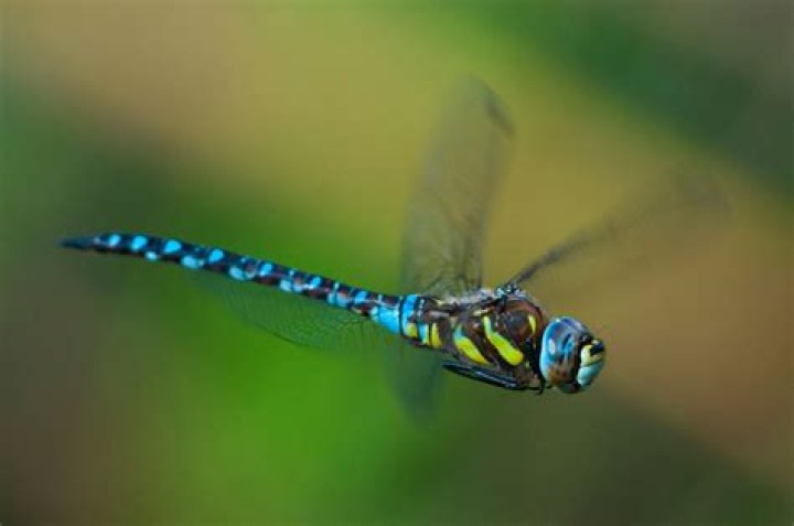 what attracts dragonflies