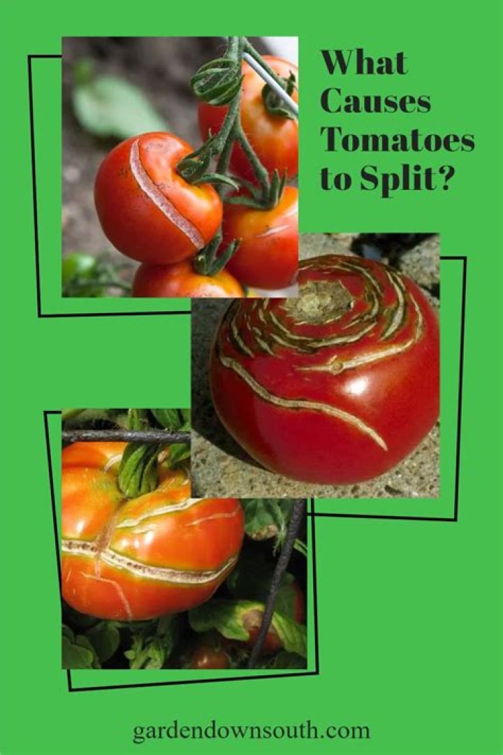 what causes tomatoes to split