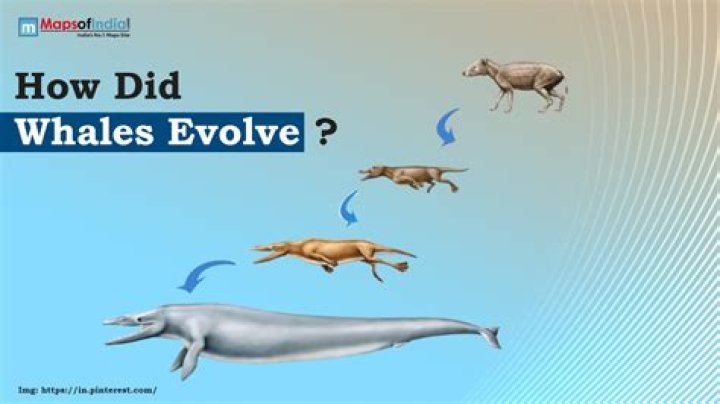 what did whales evolve from