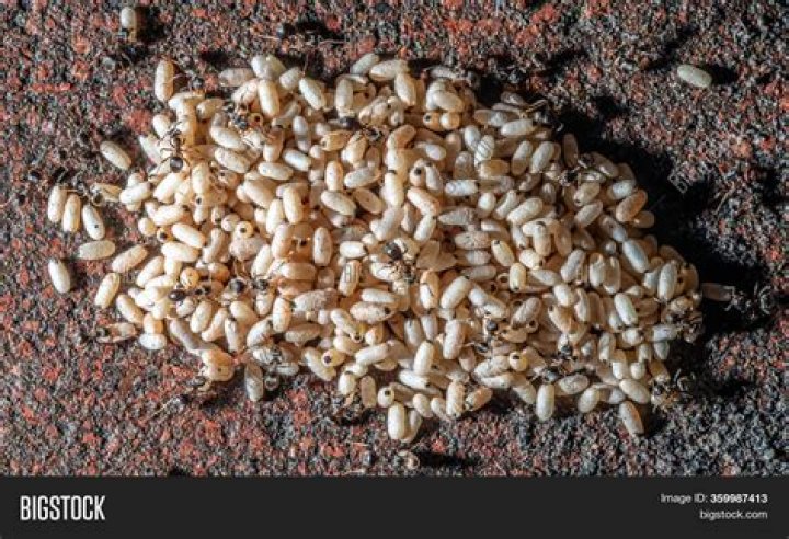 what do ant eggs look like