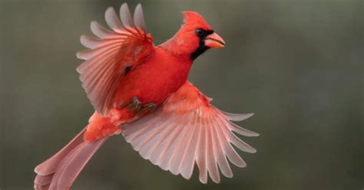 what do cardinals like to eat