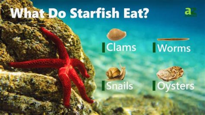 what do sea stars eat