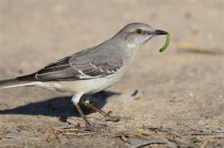 what does a mockingbird sound like