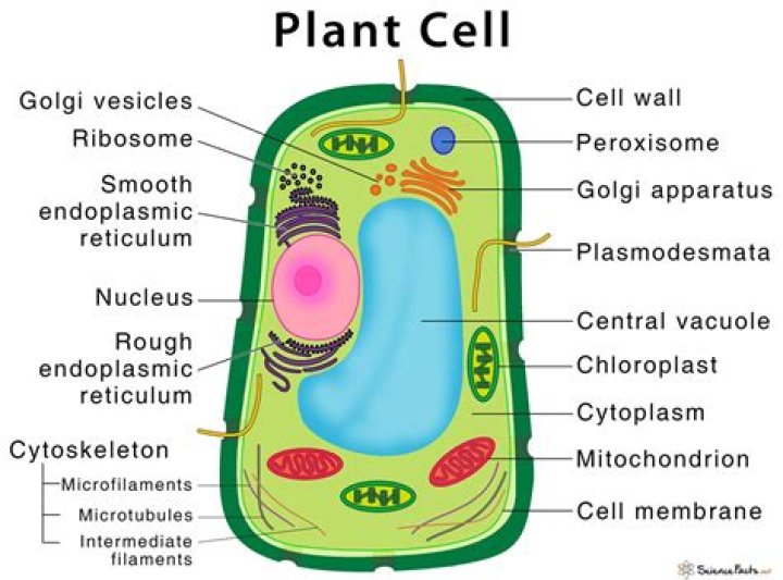 what does a plant cell look like