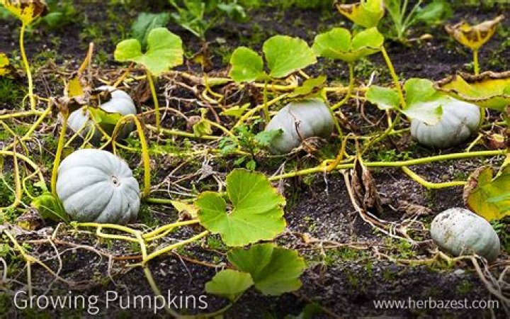 what does a pumpkin plant look like