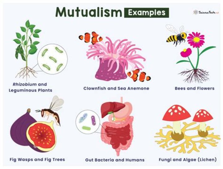 what does mutualism mean