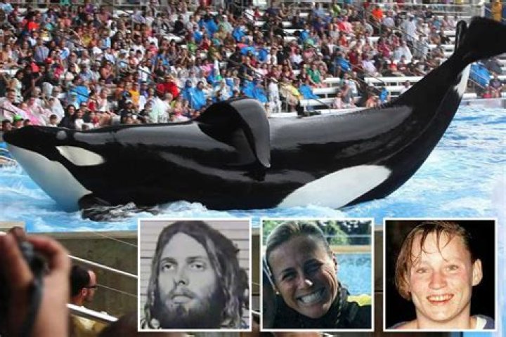 what happened to tilikum