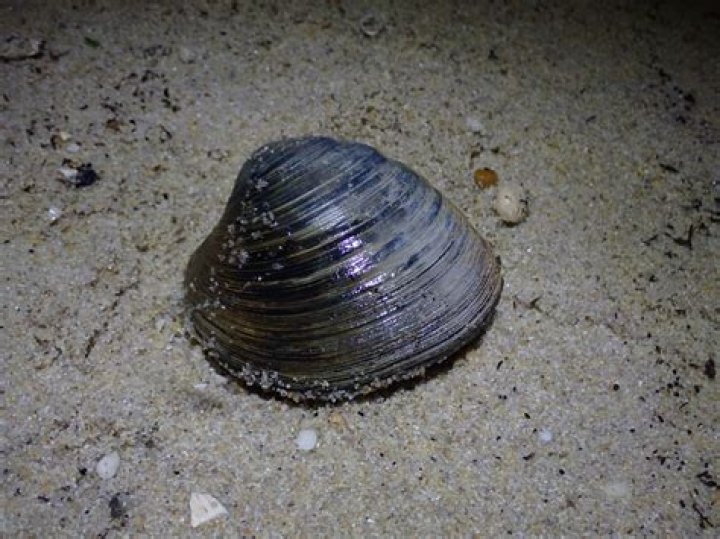 what is a clam