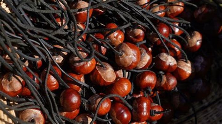 what is a conker