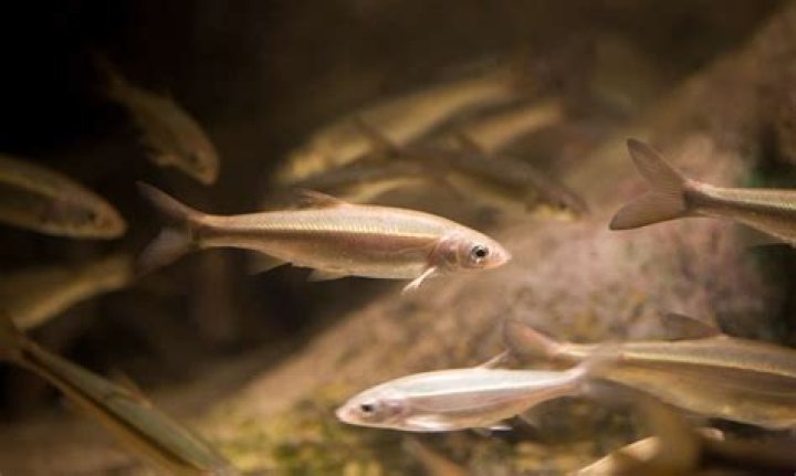 what is a minnow