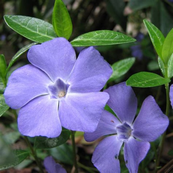 what is a periwinkle