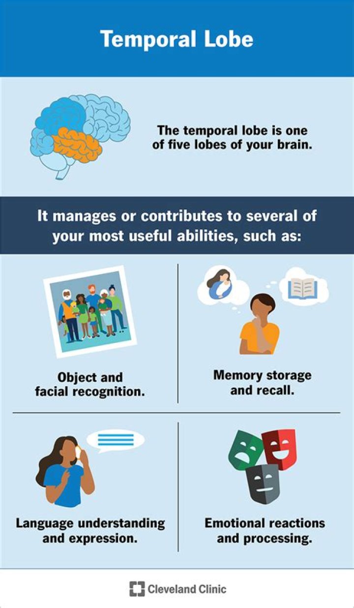 what is the temporal lobe responsible for