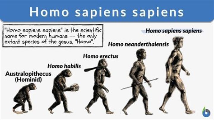 what’s a homosapien