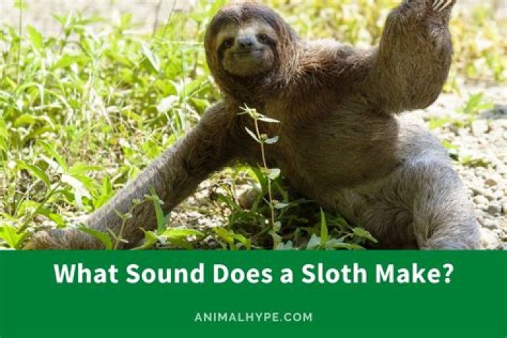 what sound does a sloth make